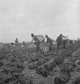 Filipinos waiting for the signal... cutting lettuce, near Westmorland, Imperial Valley, CA, 1939. Creator: Dorothea Lange.