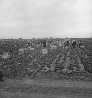 Filipinos cutting lettuce, near Westmorland, California, 1939. Creator: Dorothea Lange.
