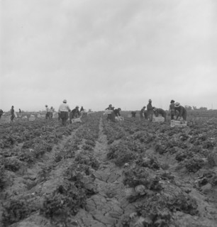 Filipinos cutting lettuce, near Westmorland, California, 1939. Creator: Dorothea Lange.
