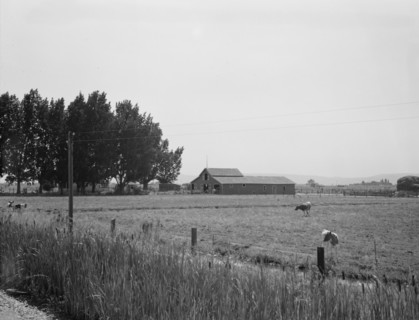 Possibly: West of Toppenish, Yakima Valley, Washington , 1939. Creator: Dorothea Lange.