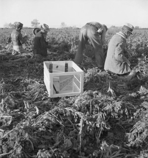 Large scale agriculture, near Meloland, Imperial Valley, 1939. Creator: Dorothea Lange.