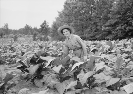Owner's daughter topping tobacco, Granville County, North Carolina, 1939. Creator: Dorothea Lange.