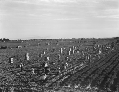 Large scale agriculture, near Meloland, Imperial Valley, 1939. Creator: Dorothea Lange.