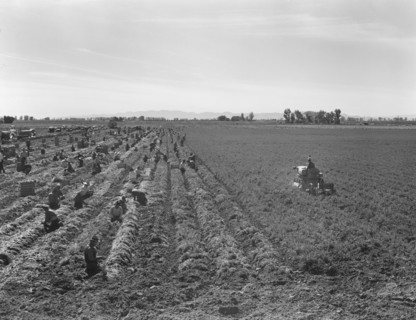 Large scale agriculture, near Meloland, Imperial Valley, 1939. Creator: Dorothea Lange.