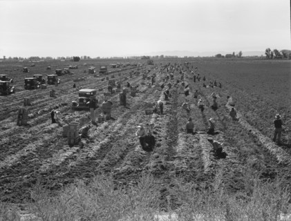 Large scale agriculture, near Meloland, Imperial Valley, 1939. Creator: Dorothea Lange.