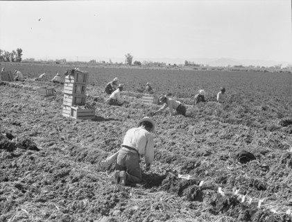 Large scale agriculture, near Meloland, Imperial Valley, 1939. Creator: Dorothea Lange.