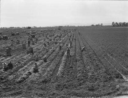 Large scale agriculture, near Meloland, Imperial Valley, 1939. Creator: Dorothea Lange.