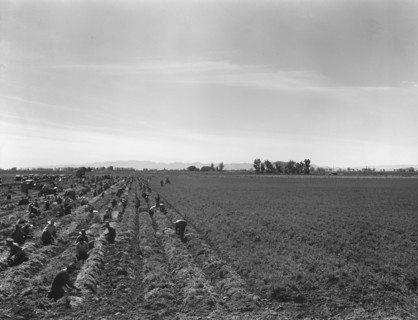 Large scale agriculture, near Meloland, Imperial Valley, 1939. Creator: Dorothea Lange.