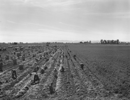 Large-scale agricultural gang labor, near Meloland, Imperial Valley, 1939. Creator: Dorothea Lange.
