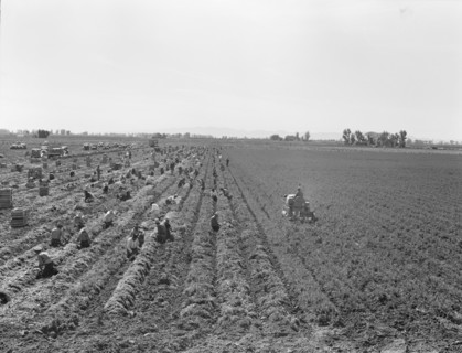 Large scale agriculture, near Meloland, Imperial Valley, 1939. Creator: Dorothea Lange.