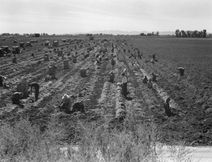 Large-scale agricultural gang labor, Mexicans and..., near Meloland, Imperial Valley, 1939 Creator: Dorothea Lange.
