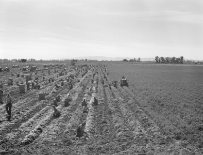 Possibly: Large scale agriculture, near Meloland, Imperial Valley, 1939. Creator: Dorothea Lange.