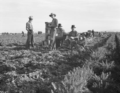 Large-scale agricultural gang labor, Mexicans and..., near Meloland, Imperial Valley, 1939 Creator: Dorothea Lange.