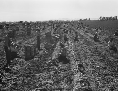Large scale agriculture, near Meloland, Imperial Valley, 1939. Creator: Dorothea Lange.