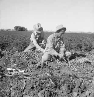 Large scale agriculture, near Meloland, Imperial Valley, 1939. Creator: Dorothea Lange.