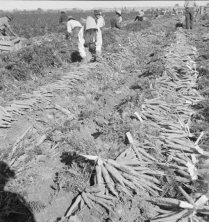 Large scale agriculture, near Meloland, Imperial Valley, 1939. Creator: Dorothea Lange.