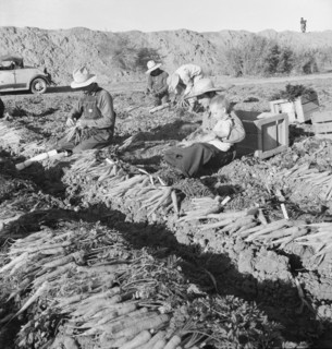 Large scale agriculture, near Meloland, Imperial Valley, 1939. Creator: Dorothea Lange.
