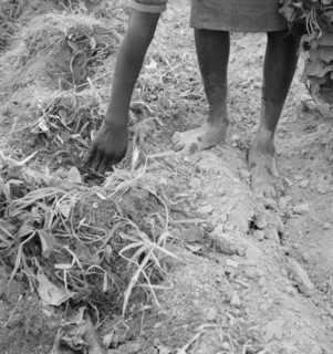 Thirteen year old daughter of Negro sharecropper planting..., Olive Hill, North Carolina, 1939. Creator: Dorothea Lange.