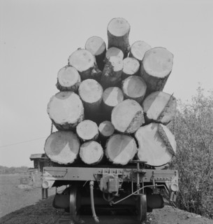 Possibly: Pelican Bay Lumber Company, near Klamath Falls, Klamath County, Oregon, 1939. Creator: Dorothea Lange.