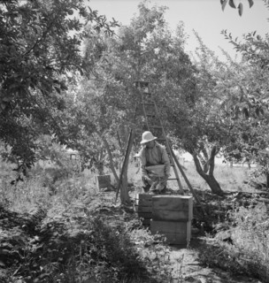 Possibly: Dumping full sack of picked pears to lug box..., Yakima Valley, Wahington, 1939. Creator: Dorothea Lange.