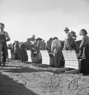 Large-scale industrialized agriculture, Calipatria, Imperial Valley, California, 1939. Creator: Dorothea Lange.