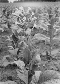 Possibly: Single tobacco flower, Soofly, Granville County, North Carolina, 1939. Creator: Dorothea Lange.