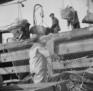 Dock stevedores at the Fulton fish market sending up baskets of fish..., New York, 1943. Creator: Gordon Parks.