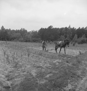 Possibly: Negro plowing corn, off Highway 144, Person County, North Carolina, 1939. Creator: Dorothea Lange.