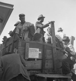 Gangs of single men, pea pickers, transported to fields..., Stanislaus County, CA, 1939. Creator: Dorothea Lange.