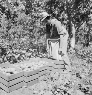 Dumping full sack of picked pears to lug box..., Yakima Valley, Washington, 1939. Creator: Dorothea Lange.