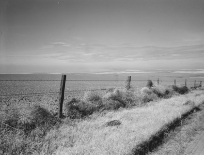 West wheat country in a region where yields are over twenty five..., Umatilla County, Oregon, 1939. Creator: Dorothea Lange.