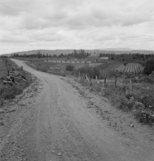 Another cut-over farm located across the road from Kytta place, Michigan Hill, Washington, 1939. Creator: Dorothea Lange.