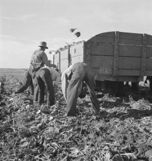 Loading truck in sugar beet field, near Ontario, Malheur County, Oregon, 1939. Creator: Dorothea Lange.