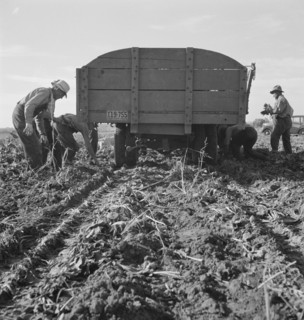 Loading truck in sugar beet field, near Ontario, Malheur County, Oregon, 1939. Creator: Dorothea Lange.