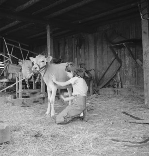 Young girl, daughter of small pear farmer tends her calf, near Medford, Oregon, 1939. Creator: Dorothea Lange.