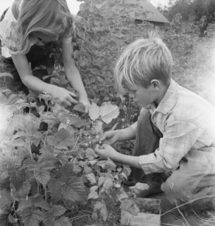Possibly: Arnold children picking raspberries in the new berry..., Michigan Hill, Washington, 1939. Creator: Dorothea Lange.