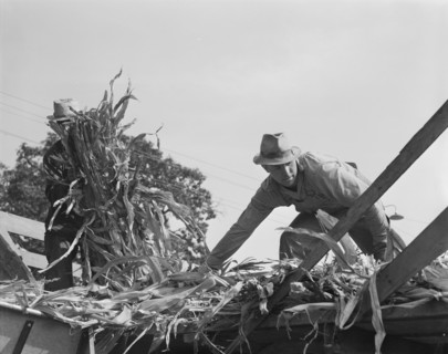 Cooperating farmers with wagonload of corn..., Yamhill County, Oregon, 1939. Creator: Dorothea Lange.