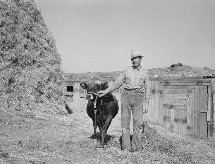 Mr. Botner with bull which he owns..., Nyssa Heights, Malheur County, Oregon, 1939. Creator: Dorothea Lange.