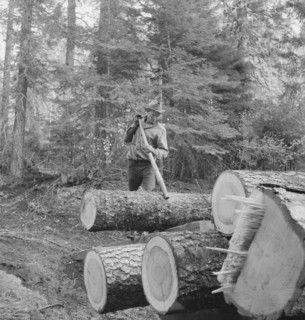 Member of the Ola self-help sawmill co-op working in the woods..., Gem County, Idaho, 1939. Creator: Dorothea Lange.