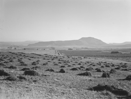 Hay and clover, pasture land, corn land, grain land, Sunset Valley, Malheur County, Oregon, 1939. Creator: Dorothea Lange.
