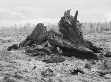 Cedar stump pile which is being burned off in field, Boundary County, Idaho, 1939. Creator: Dorothea Lange.