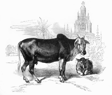 'The Sacred Cow of India', c1891. Creator: James Grant.