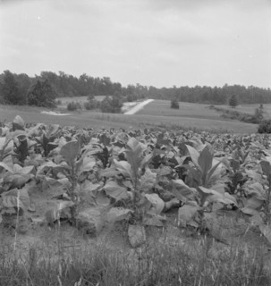 Possibly: Bright cigarette tobacco growing in..., near Upchurch, North Carolina, 1939. Creator: Dorothea Lange.