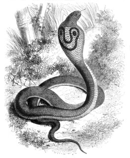 'The Cobra Di Capello', c1891. Creator: James Grant.