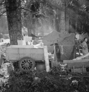 Possibly: Large private auto camp in woods..., near West Stayton, Marion County, Oregon, 1939. Creator: Dorothea Lange.