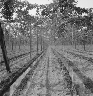 Possibly: Hop yard, shows poles, wires, irrigation ditch and hop..., Yakima Valley, Washington, 1939 Creator: Dorothea Lange.