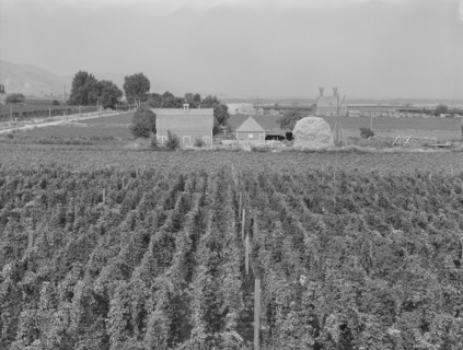 Looking down on hop yard on French-Canadian farm, Yakima Valley, Washington, 1939. Creator: Dorothea Lange.