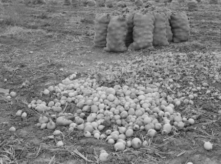 Onions in sacks are drying, Malheur County, Oregon, 1939. Creator: Dorothea Lange.
