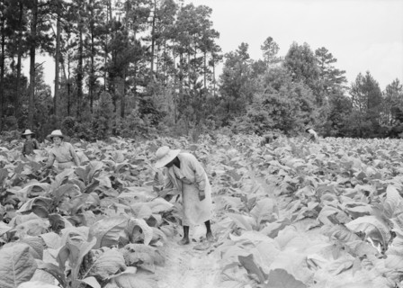 Negro tenants, men and women, and white owner's children..., Granville County, North Carolina, 1939. Creator: Dorothea Lange.