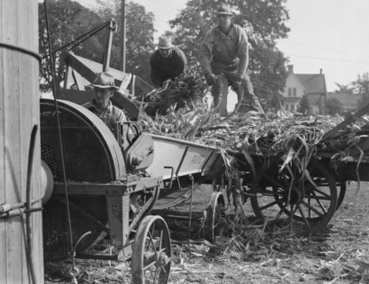 Cooperating farmers feeding corn from the wagon..., Yamhill County, Oregon, 1939. Creator: Dorothea Lange.